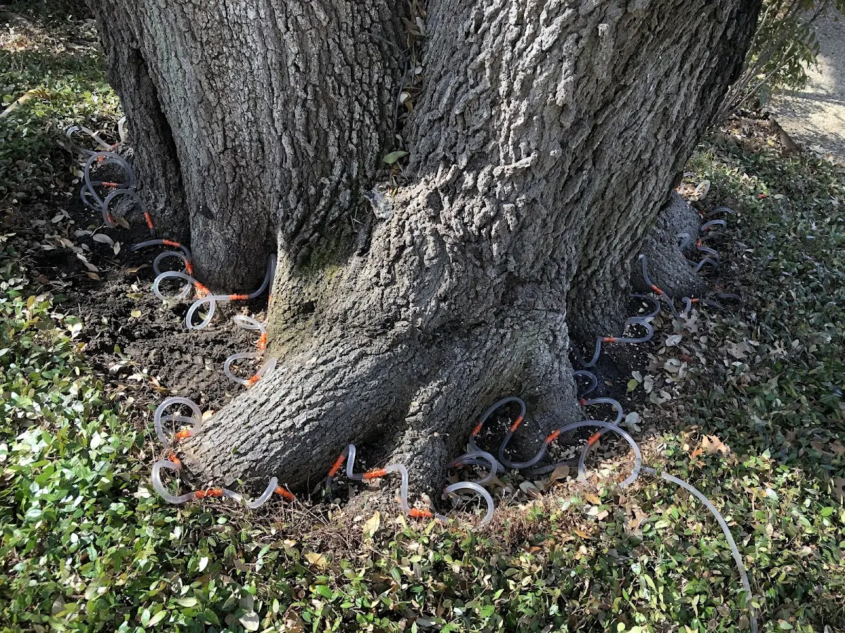 Detailed Tree Cabling and Bracing job site in Killeen