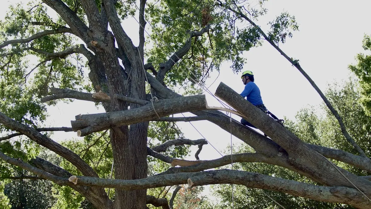 Professional Crown Thinning performed by certified arborists in Killeen