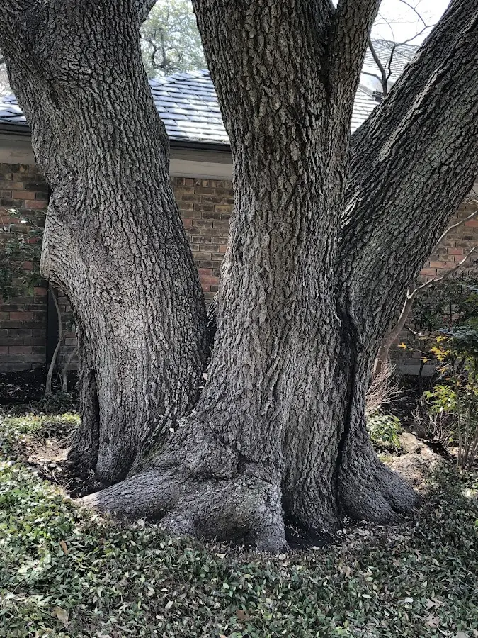 Mature heritage tree close to a Killeen property cared for by certified arborists